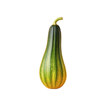 Green Bush Zucchini Seed