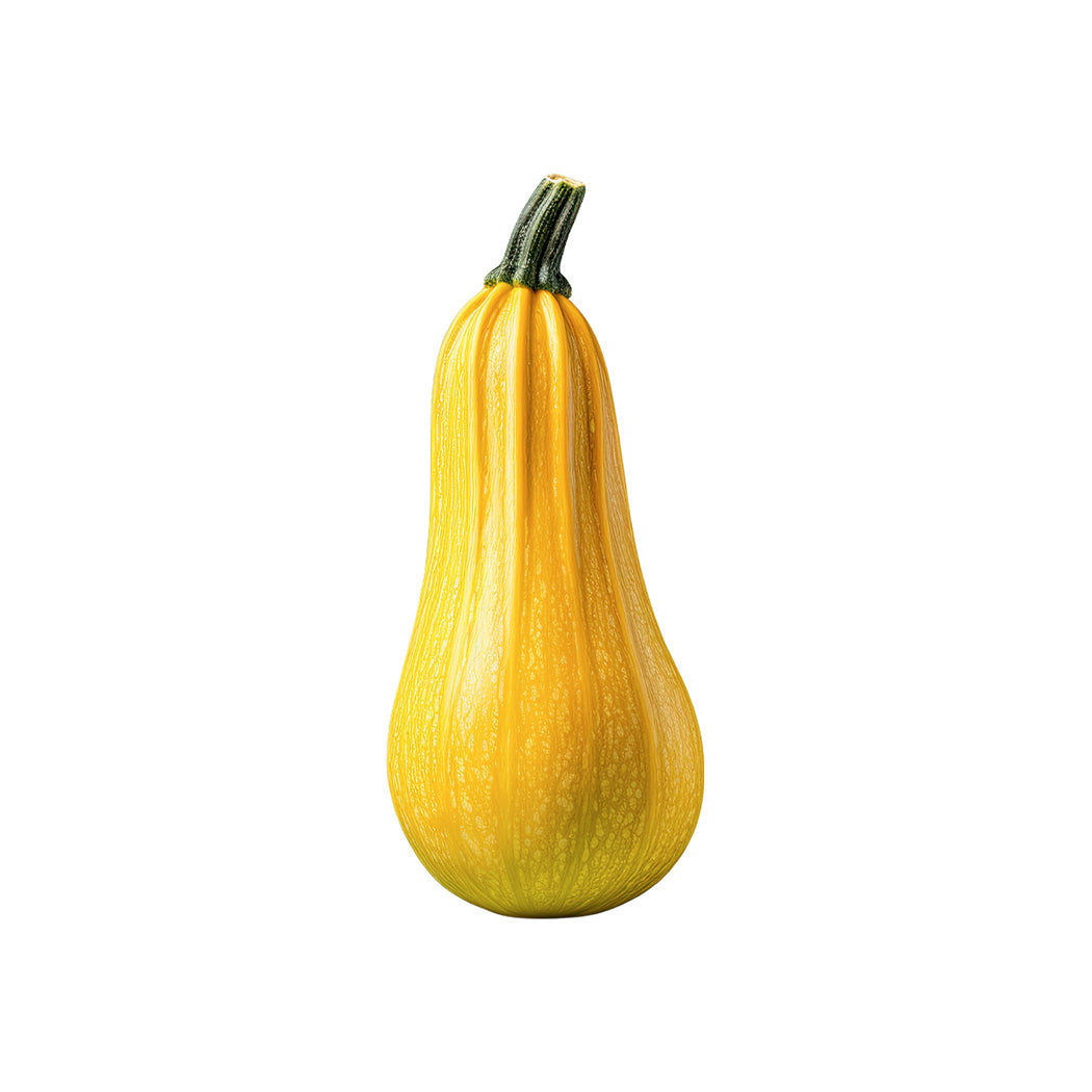 Green Bush Zucchini Seed