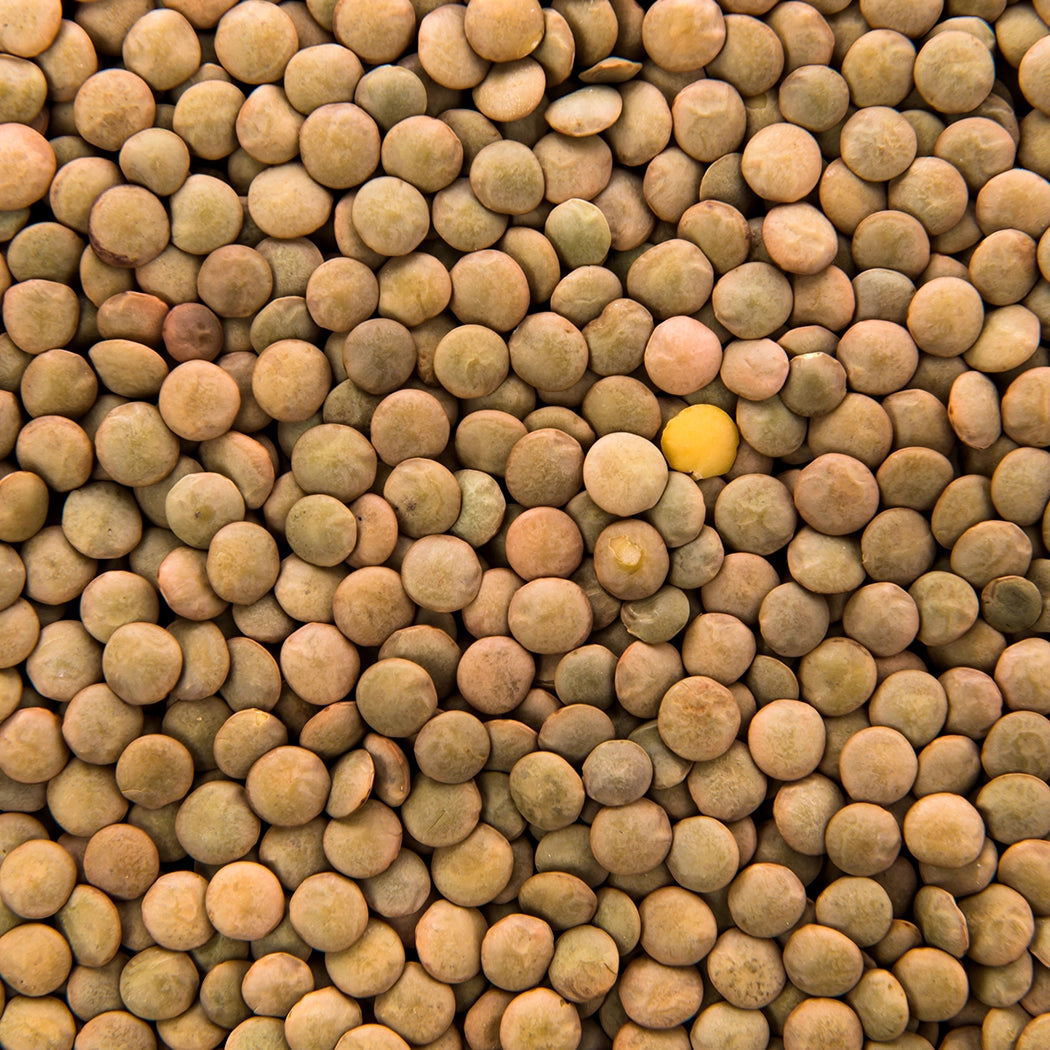Canadian Green Lentils